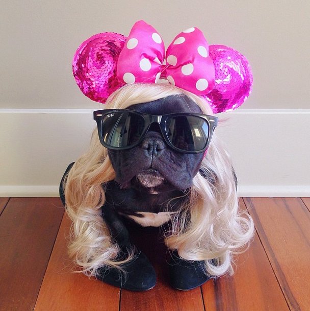 Most Fashionable Dogs Pridebites