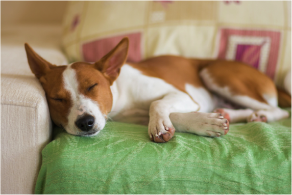 What Your Dog's Sleeping Position Says About Their Personality - PrideBites