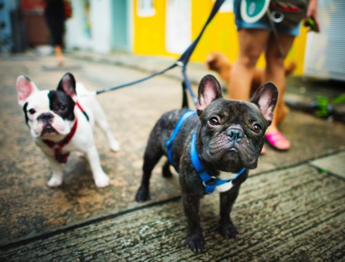 Should your Dog Wear A Harness Or A Collar?