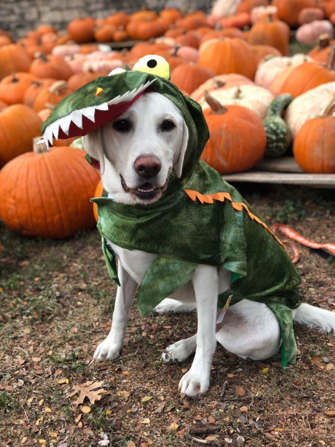 How To Keep Your Pets Safe On Halloween
