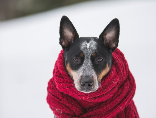 keep dogs safe in winter